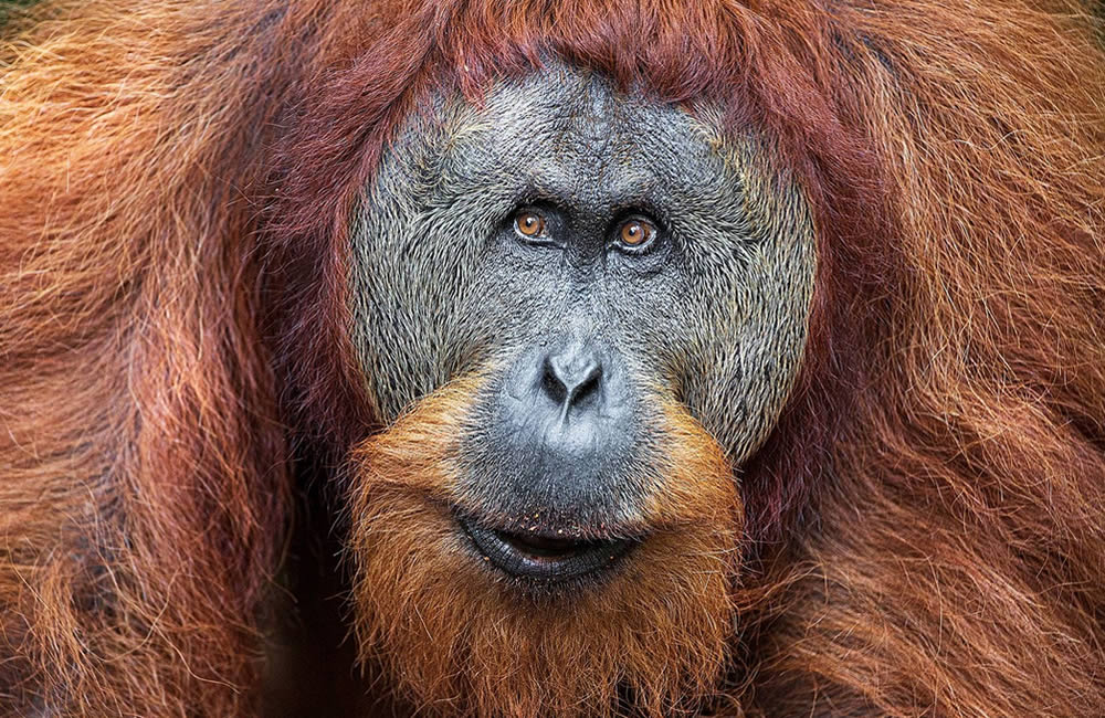 Orangutans: Interesting Facts to Know