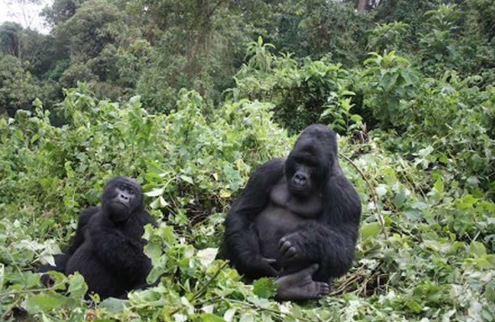 Guide To Gorilla Trekking in Congo